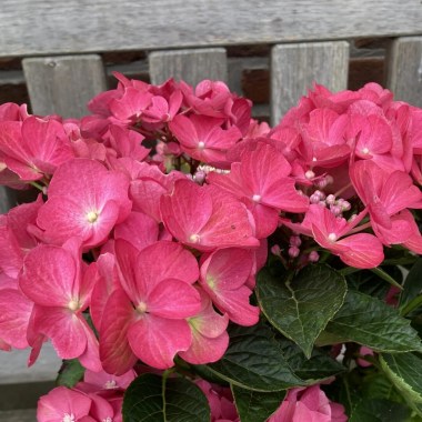 124658-2_hydrangea-macrophylla-rebellion-dark-pink-love-20240707-1-e1724041579873
