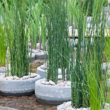 14301_0_Equisetum-japonicum-nr1lDS095in9jCWs
