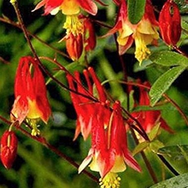 511AealmGhL._SX425_
