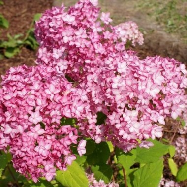 8531-hydrangea-arborescens-bella-anna-1
