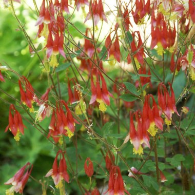 AQCA_0_Aquilegia_Canadensis.1491332674