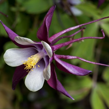 Aquilegia_columbine_magpie_cultivar_2