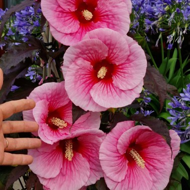 Big-Pansy-1