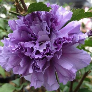 Blueberry_Smoothie_Althea_1_large