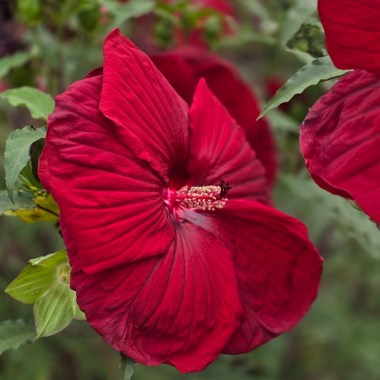 Burgundy-Velvet-2