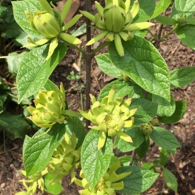 Calycanthus_floridus_Athens_Flowers-1_Apr_ELM
