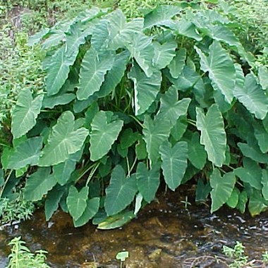 Colocasia_esculenta5