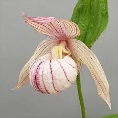 Cypripedium_franchetii_segawai_600x