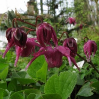 Epimedium-grandiflorum-Red-Beauty-380x380