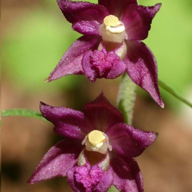 Epipactis-atrorubens