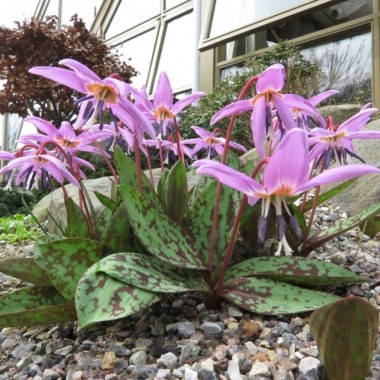 Erythronium-dens-canis-Purple-King-IMG_2919_31032017-1024x683