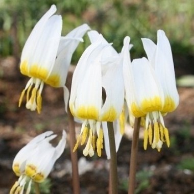 Erythronium-sibiricum-altai-snow-comp