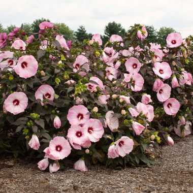 HibiscusBlush_WEB_003