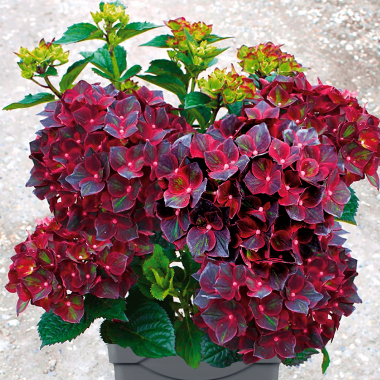 Hortensie_Black-Knight