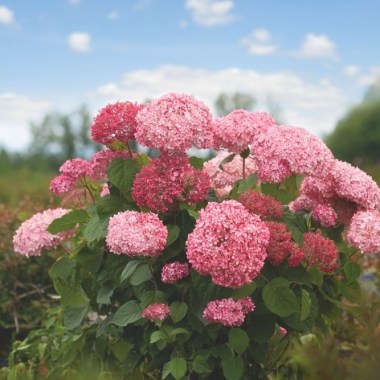 Hydrangea-arborescens-PINK-ANNABELLE-NCHA2-2