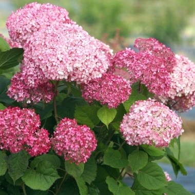 Hydrangea-arborescens-PINK-ANNABELLE-NCHA2-5