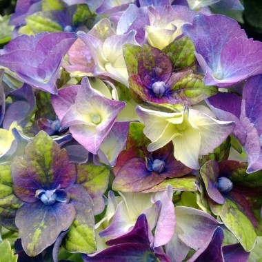 Hydrangea-macrophylla-Jong-01-Lady-Mata-Hari-–-photo-De-Jong-Plants