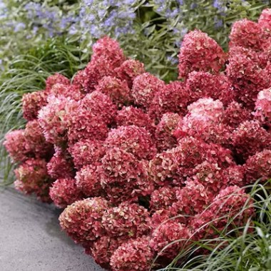 Hydrangea-paniculata-LIVING-LITTLE-ROSY-LC-NO16-2-Fot.-Materialy-Konkursu-Roslinnych-Nowosci-ZSzP-scaled