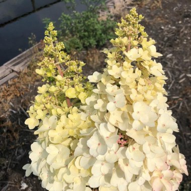 Hydrangea-paniculata-PETITE™-LANTERN-‘LISSJUDY-PBR_02