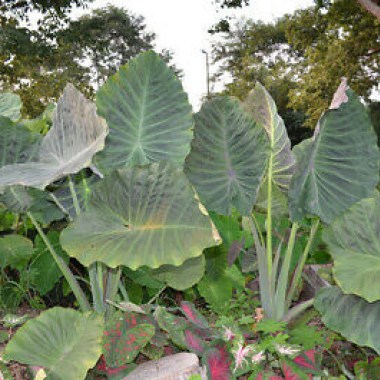 Max-Gigantic-Elephant-Ear-Plant-Colocasia4