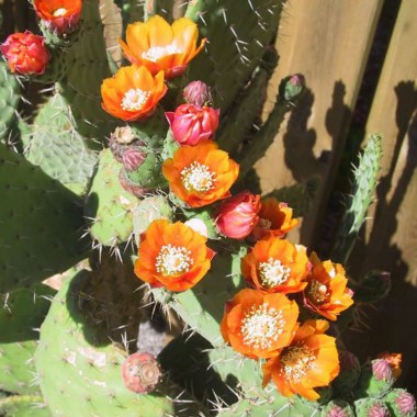 Opuntia-tomentosa-Velvet-Tree-Pear2
