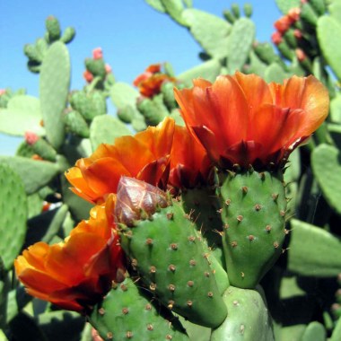 Opuntia-tomentosa-Velvet-Tree-Pear4