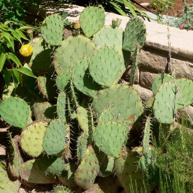 Opuntia_engelmannii
