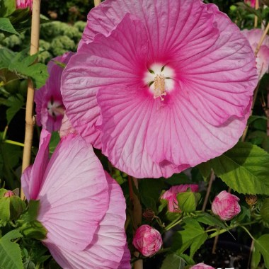 Pink-Candy