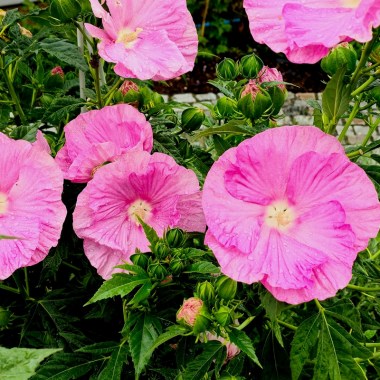 Pink-Wheel