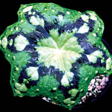 Podophyllum-Kaleidoscope-3
