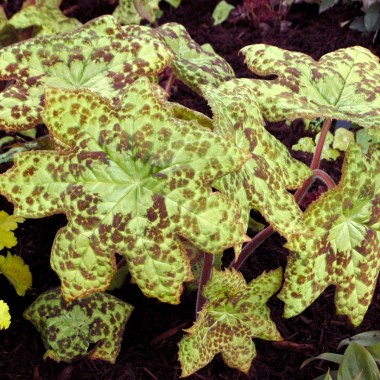 Podophyllum-Spotty-Dotty-1