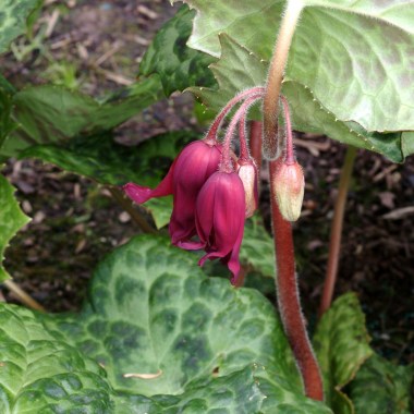 Podophyllum-Spotty-Dotty-5