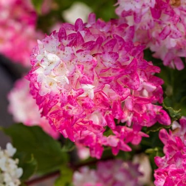 Spring-Sizzle-Bloom-3-500