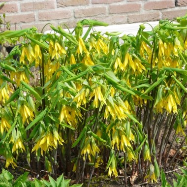 Uvularia-grandiflora-05