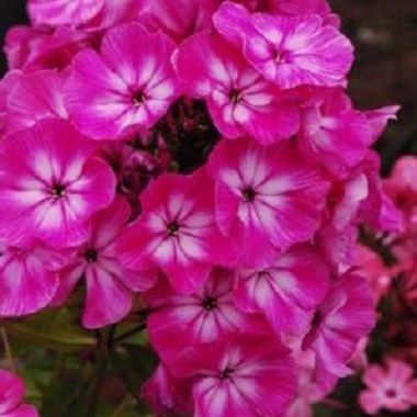 avtografdsc_0250.jpg_1