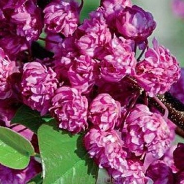 big_cercis_canadensis_flame-1
