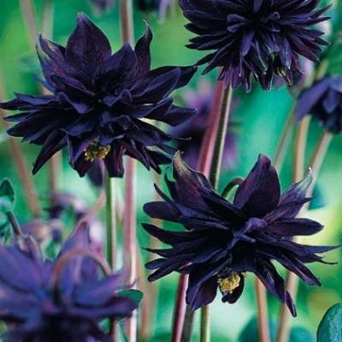 black-barlow-columbine