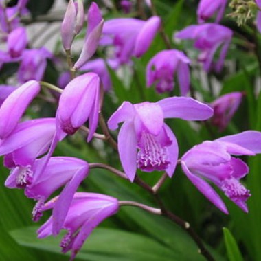 bletilla_striata_174-500x375