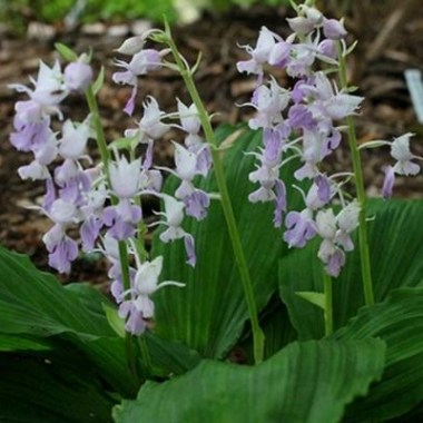 calanthe-reflexa.i-802.s-63320.r-1_grande