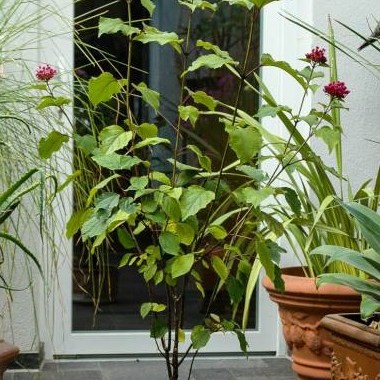 clerodendrum-bungei-ruhmesblume-losbaum