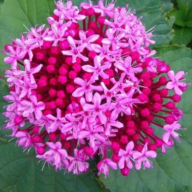 clerodendrum_bungei-600x654
