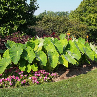 colocasia-elephant-ears-plant6