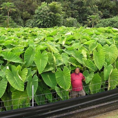 colocasia-esculenta_grande3