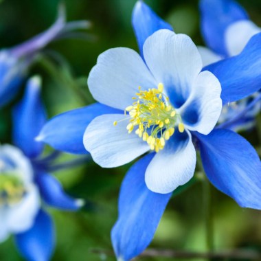 columbine-blue-shutterstock_130905986