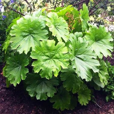 darmera-peltata-2_1