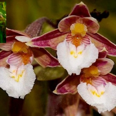 epipact_palustris6