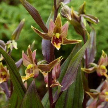 epipactis-gigantea-serpentine-night-