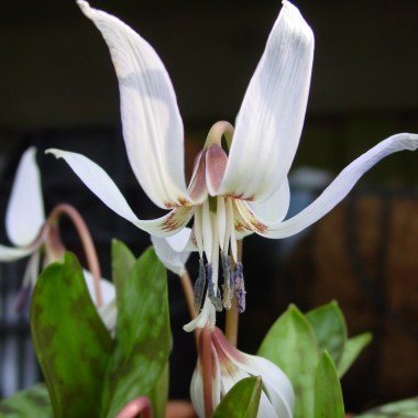 erythronium-dens-canis-snowflake-1074