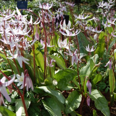 erythronium-hendersonii