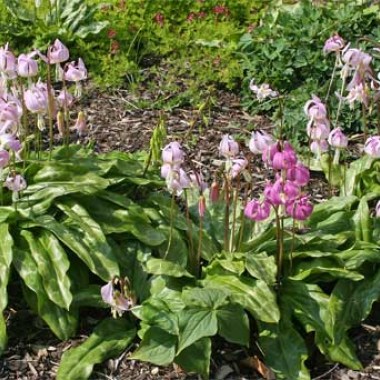 erythronium-hybrid-mix.-20-bulbs-1177-p